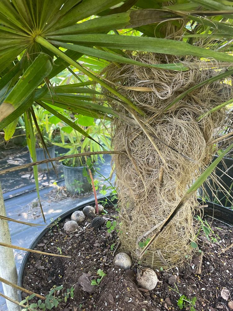 coccothrinax-crinita-old-man-palm-thatch-palm-palma-petate