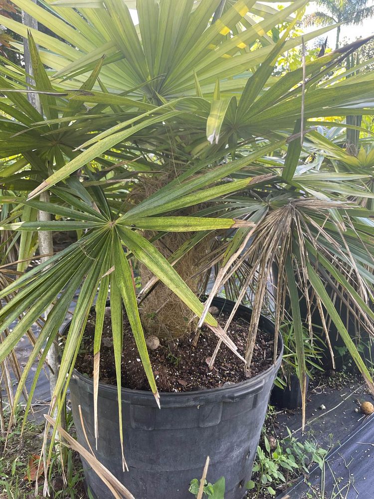 coccothrinax-crinita-old-man-palm-thatch-palm-palma-petate