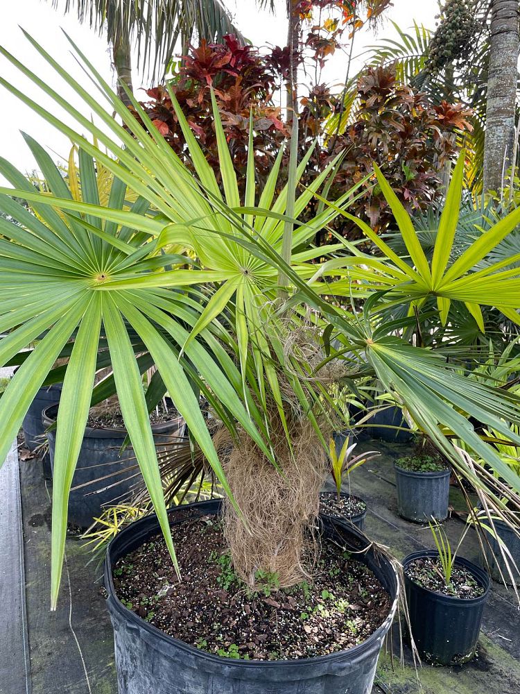coccothrinax-crinita-old-man-palm-thatch-palm-palma-petate