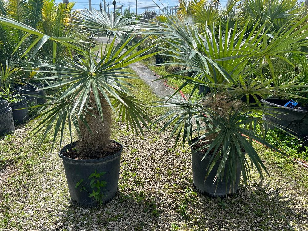 coccothrinax-crinita-old-man-palm-thatch-palm-palma-petate
