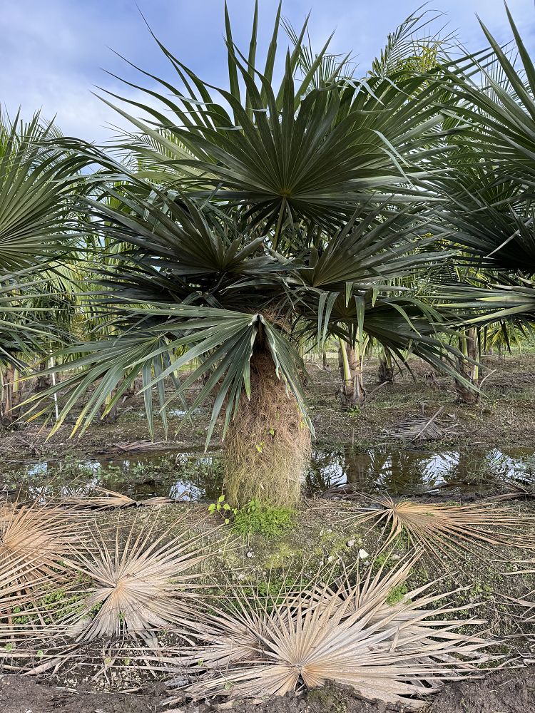 coccothrinax-crinita-old-man-palm-thatch-palm-palma-petate