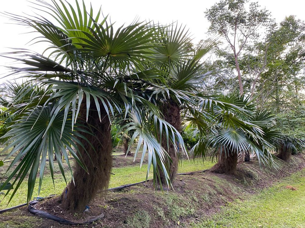 coccothrinax-crinita-old-man-palm-thatch-palm-palma-petate
