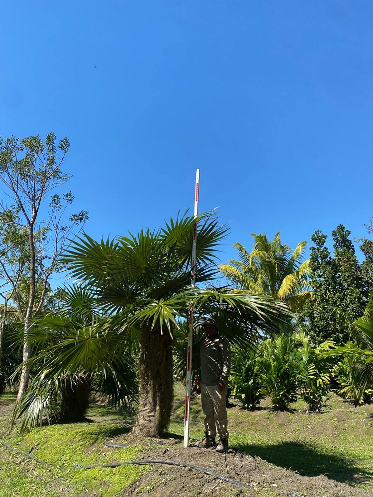 coccothrinax-crinita-old-man-palm-thatch-palm-palma-petate