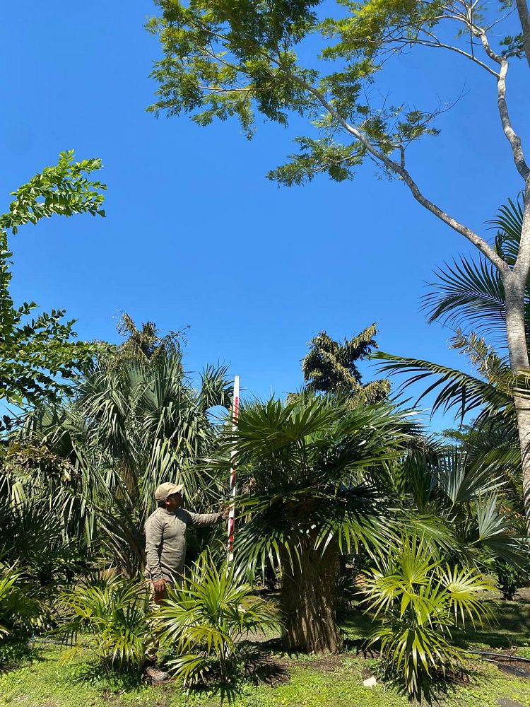 coccothrinax-crinita-old-man-palm-thatch-palm-palma-petate