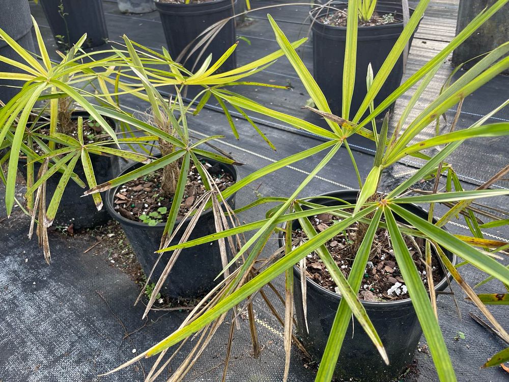 coccothrinax-crinita-old-man-palm-thatch-palm-palma-petate