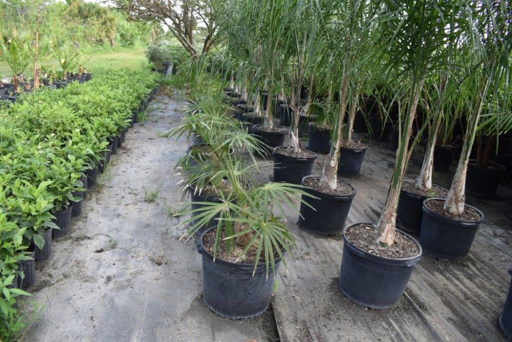 coccothrinax-crinita-old-man-palm-thatch-palm-palma-petate