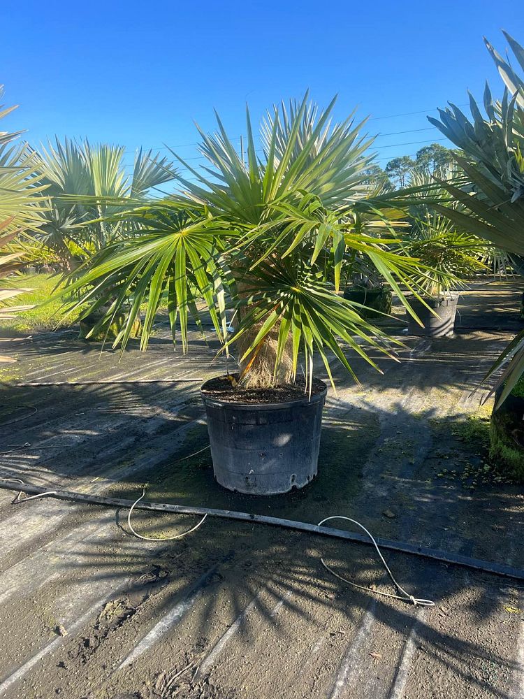 coccothrinax-crinita-old-man-palm-thatch-palm-palma-petate