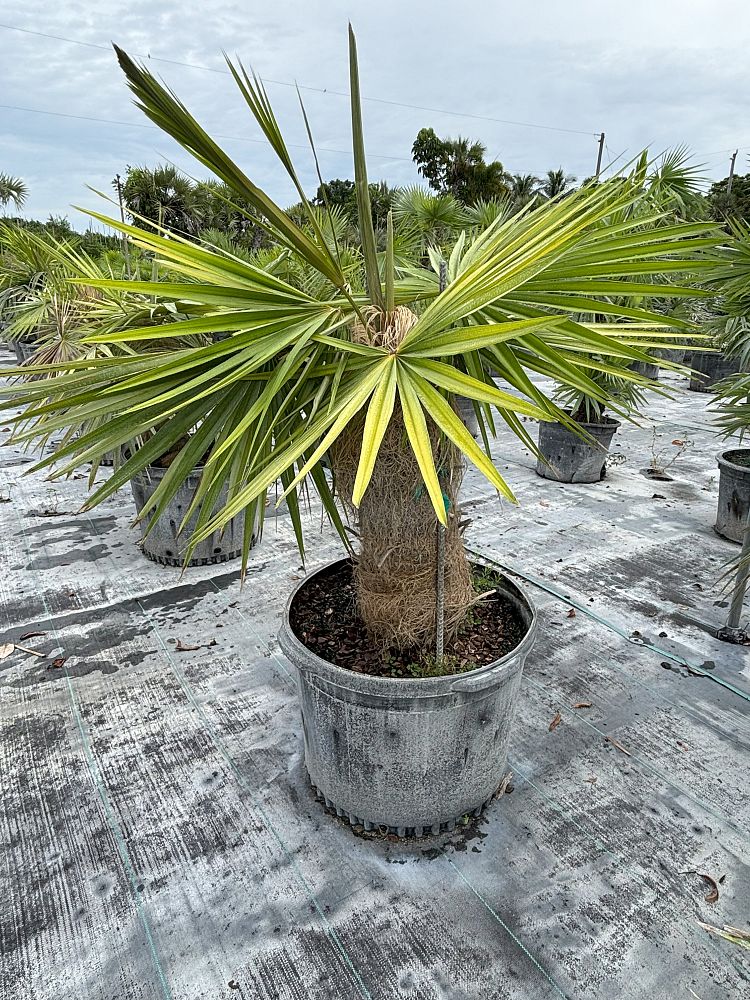 coccothrinax-crinita-old-man-palm-thatch-palm-palma-petate