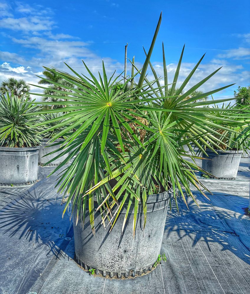 coccothrinax-crinita-old-man-palm-thatch-palm-palma-petate
