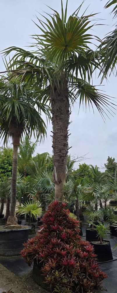 coccothrinax-crinita-old-man-palm-thatch-palm-palma-petate