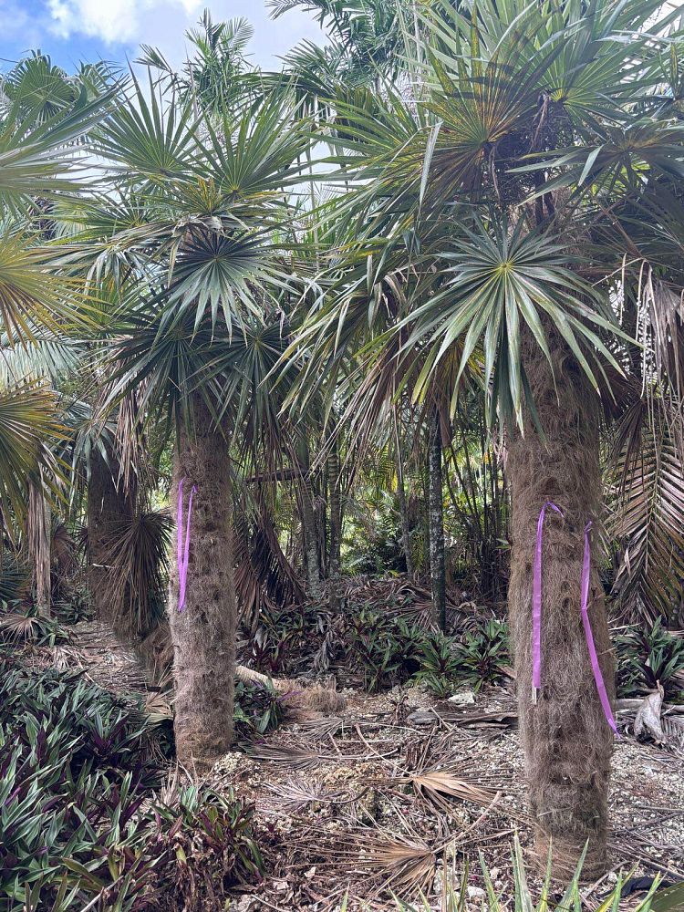 coccothrinax-crinita-old-man-palm-thatch-palm-palma-petate