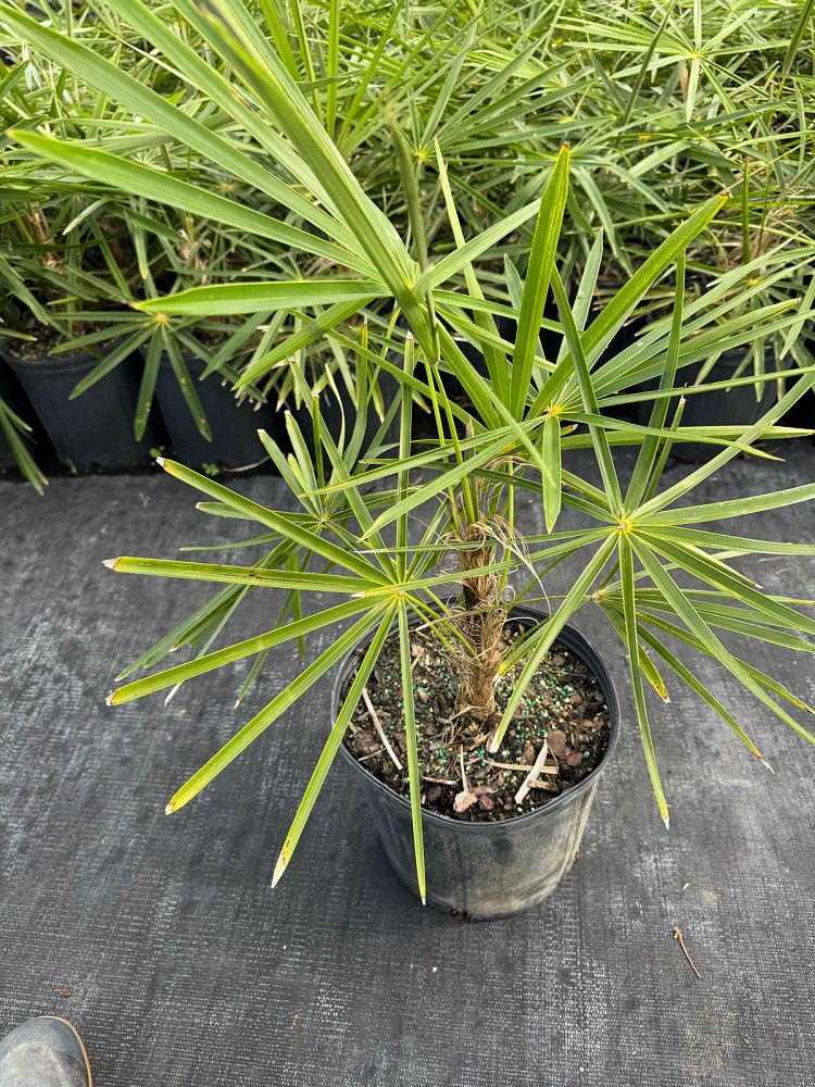 coccothrinax-crinita-old-man-palm-thatch-palm-palma-petate