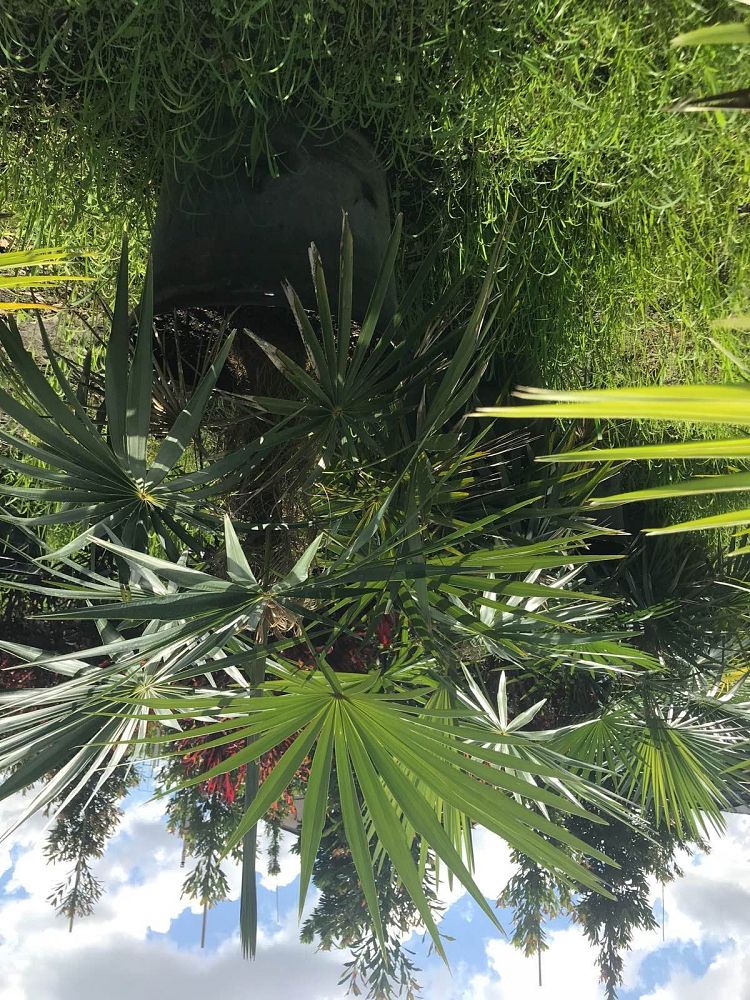 coccothrinax-crinita-old-man-palm-thatch-palm-palma-petate