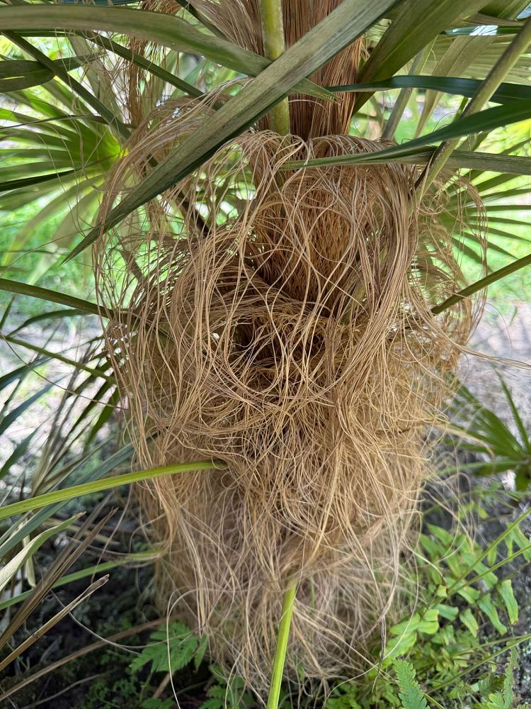 coccothrinax-crinita-old-man-palm-thatch-palm-palma-petate