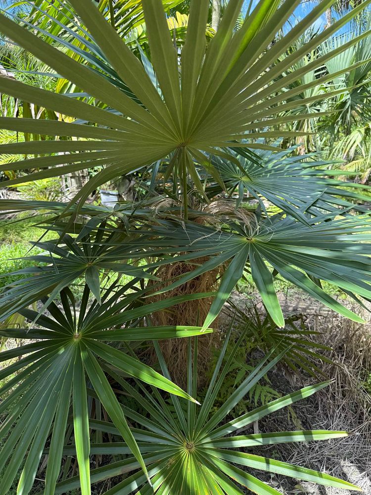 coccothrinax-crinita-old-man-palm-thatch-palm-palma-petate