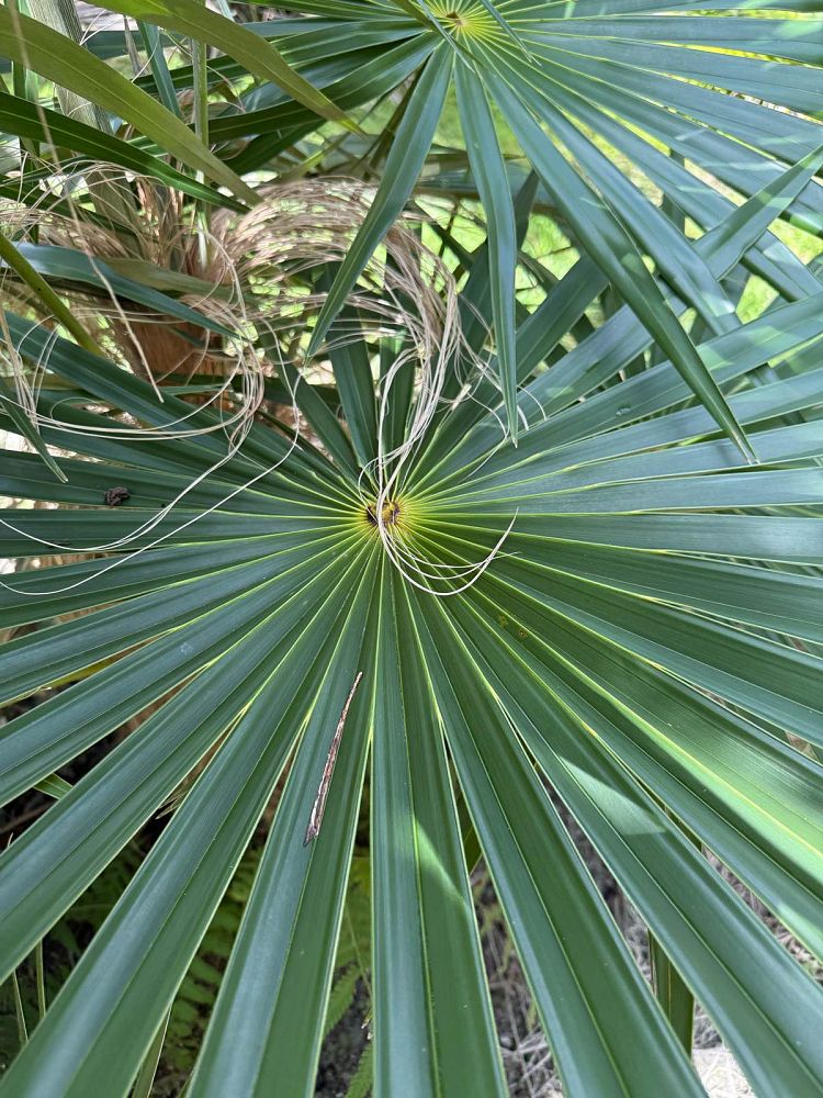 coccothrinax-crinita-old-man-palm-thatch-palm-palma-petate