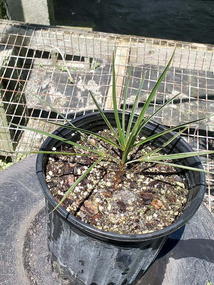 coccothrinax-ekmanii