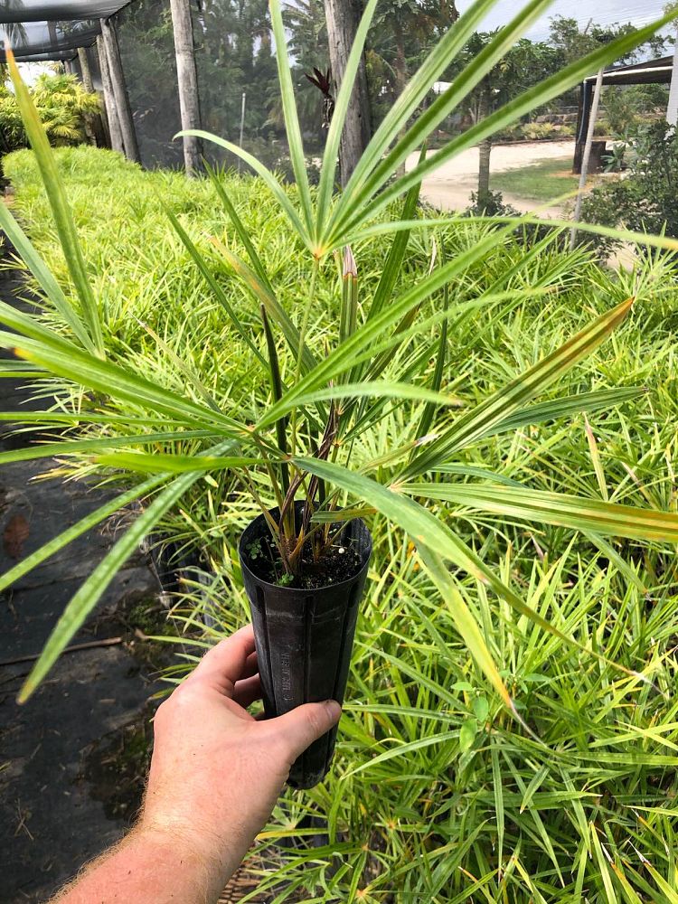 coccothrinax-hiorami