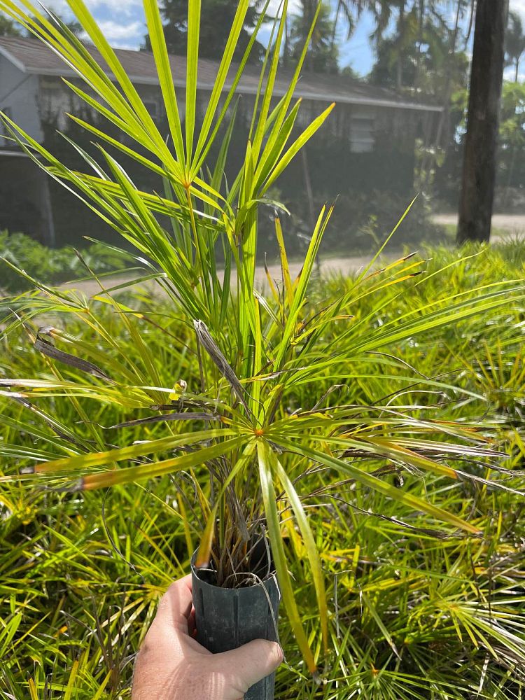 coccothrinax-hiorami