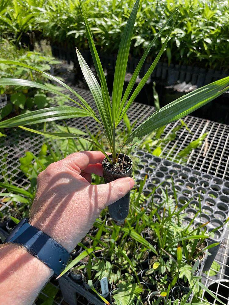 coccothrinax-inaguensis