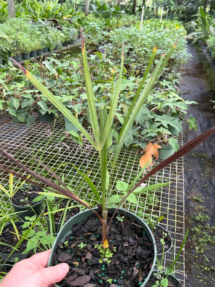 coccothrinax-inaguensis