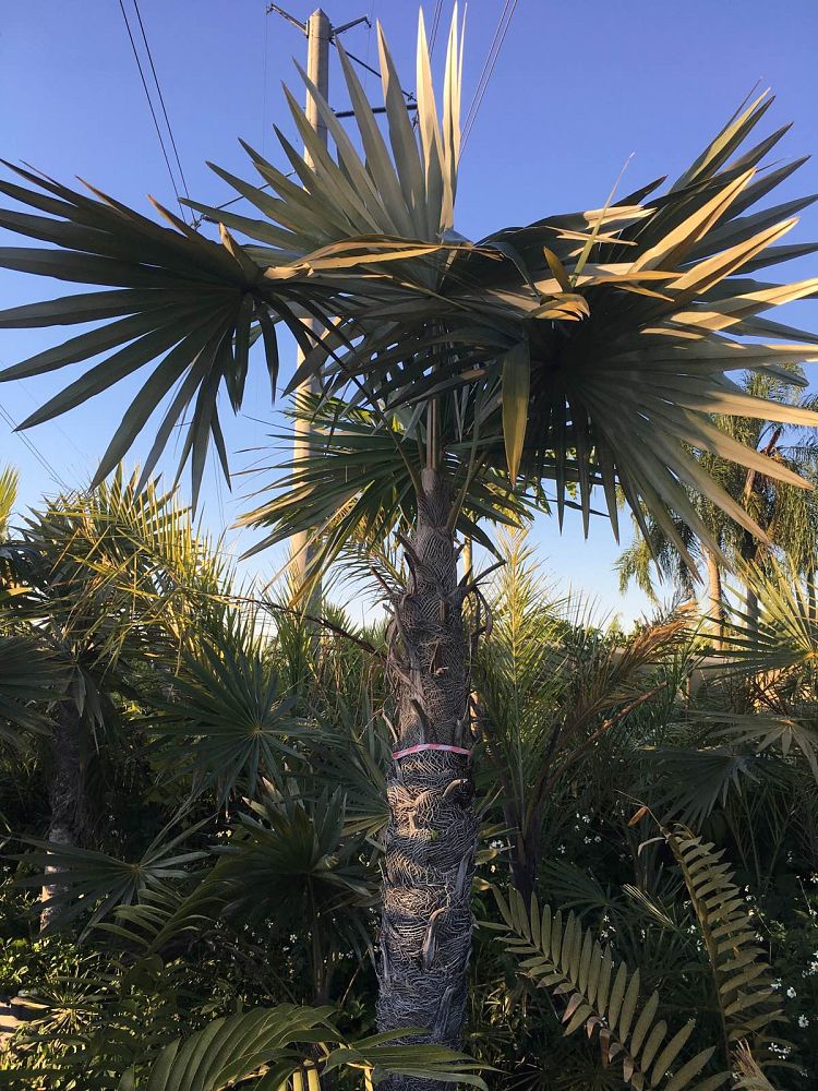 coccothrinax-macroglossa-azul-thatch-palm-azul