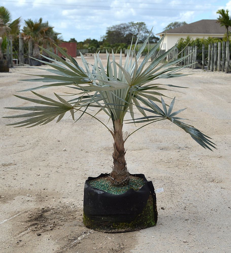 coccothrinax-macroglossa-azul-thatch-palm-azul