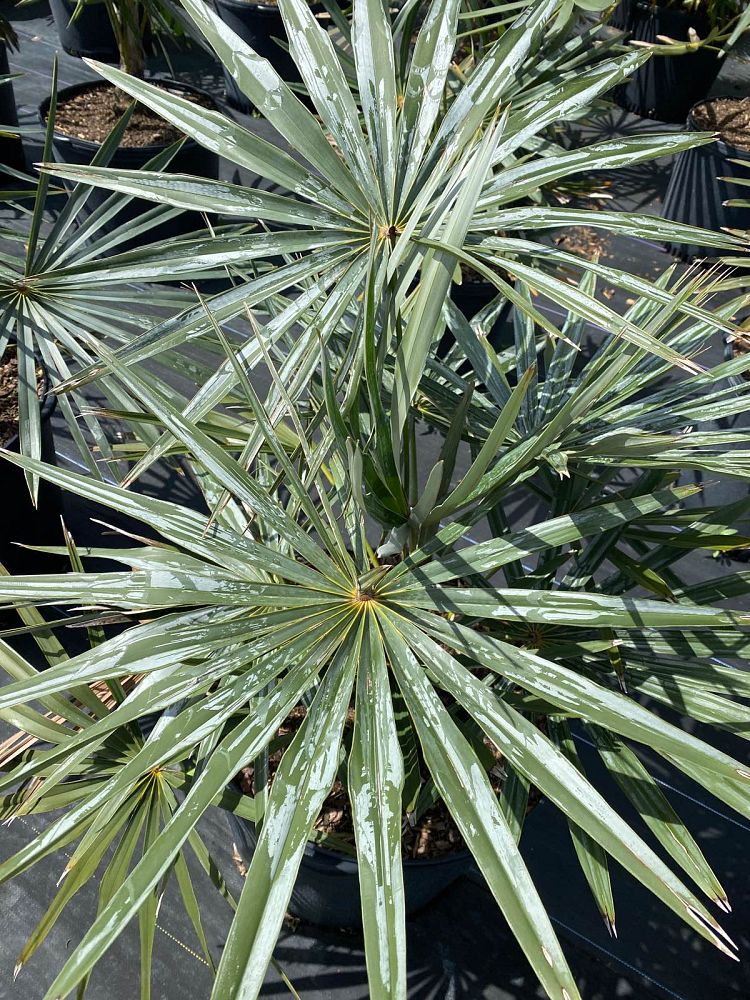 coccothrinax-macroglossa-azul-thatch-palm-azul