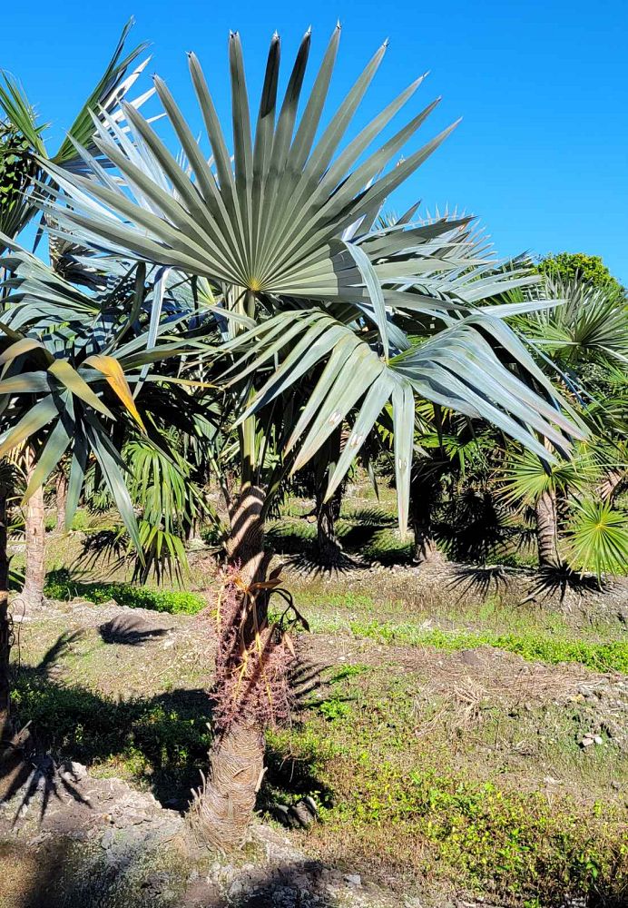 coccothrinax-macroglossa-azul-thatch-palm-azul