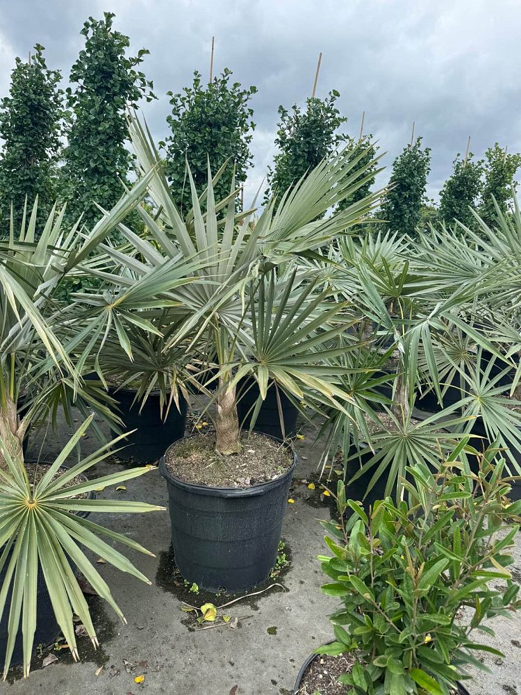 coccothrinax-macroglossa-azul-thatch-palm-azul