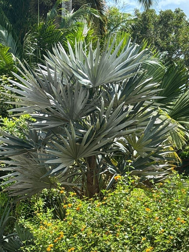 coccothrinax-macroglossa-azul-thatch-palm-azul