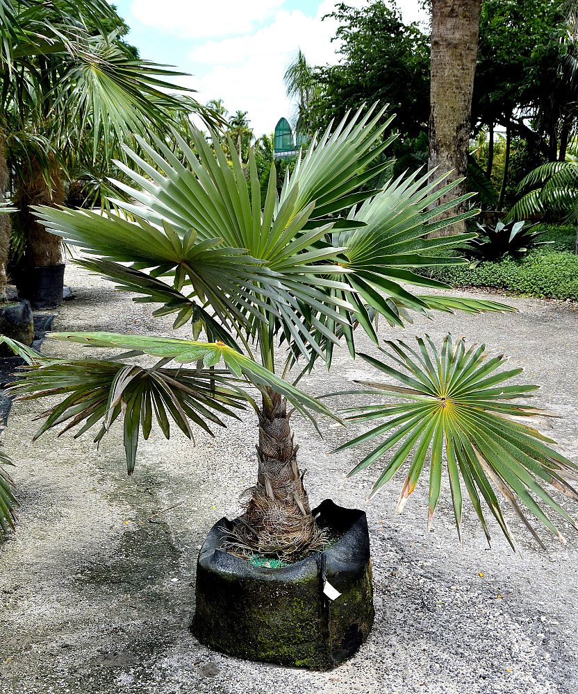 coccothrinax-miraguama