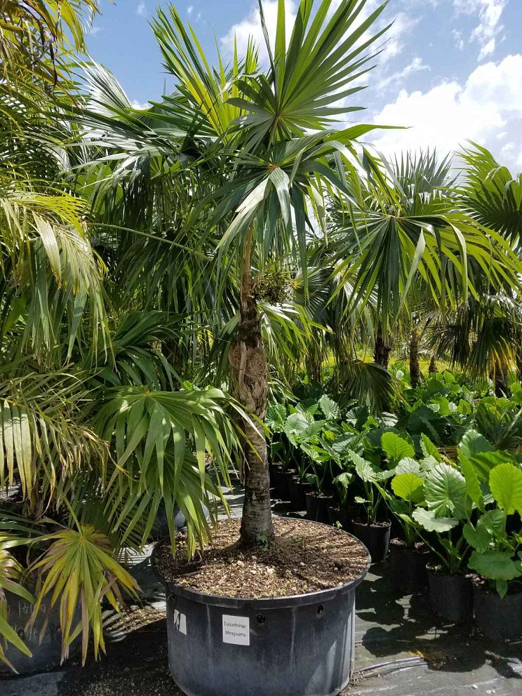 coccothrinax-miraguama