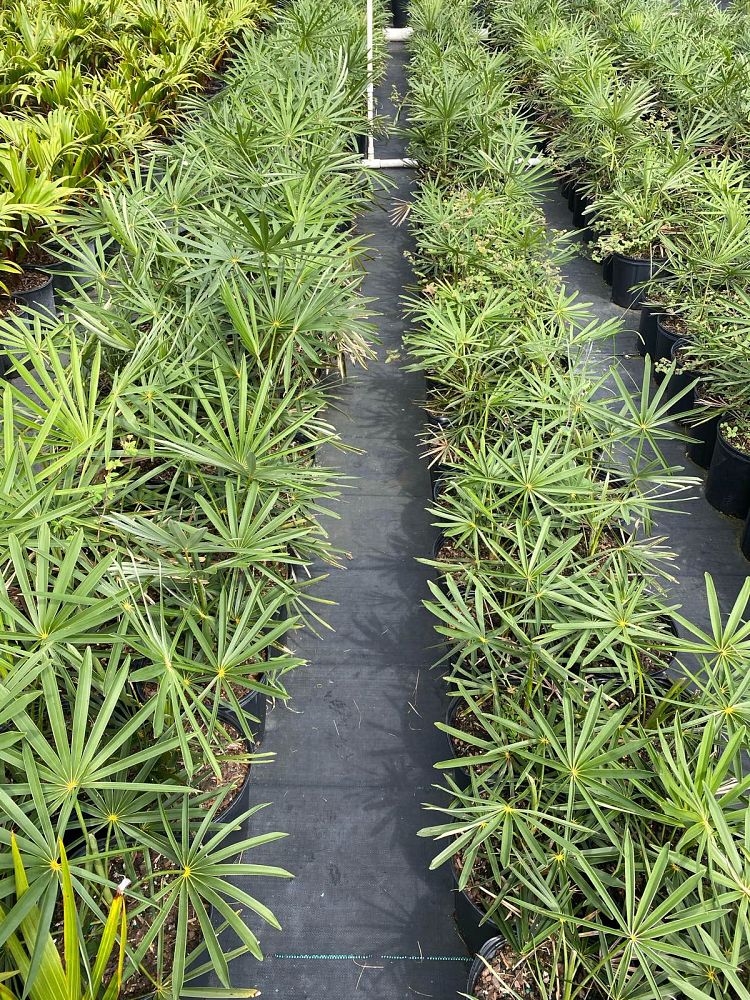 coccothrinax-miraguama