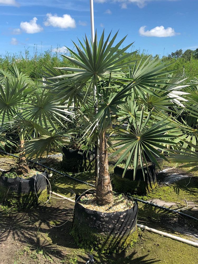 coccothrinax-miraguama