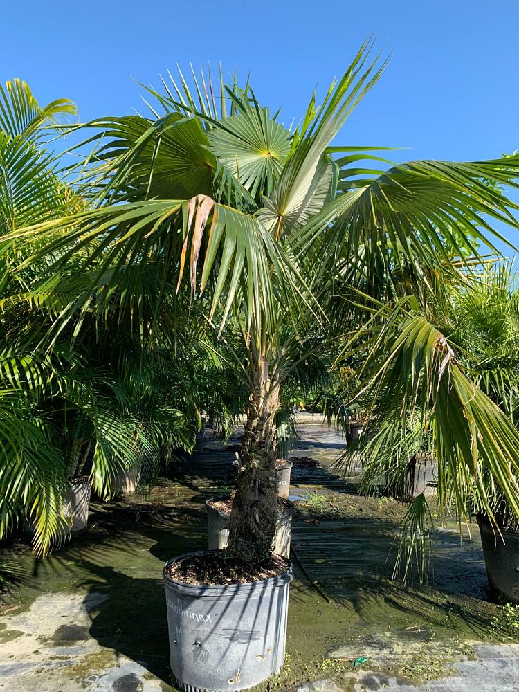 coccothrinax-miraguama