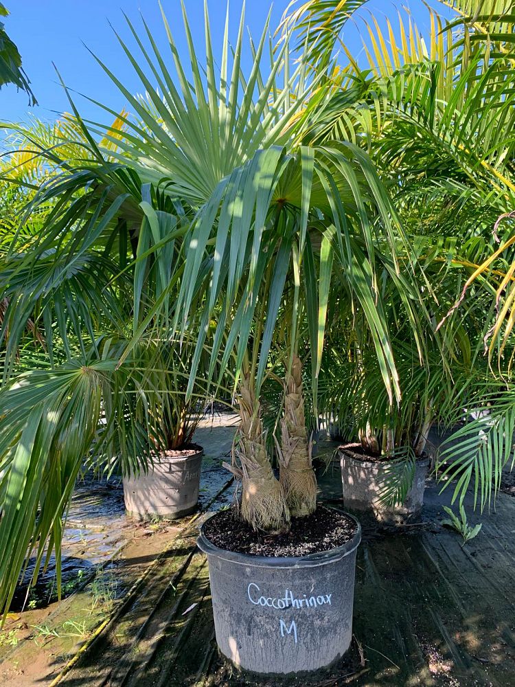 coccothrinax-miraguama