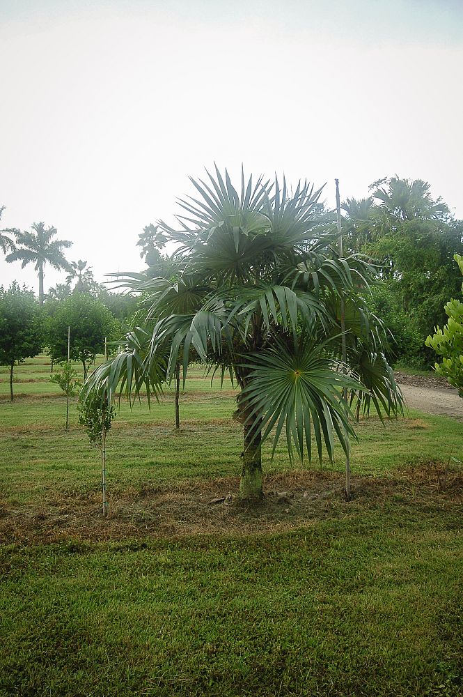coccothrinax-miraguama