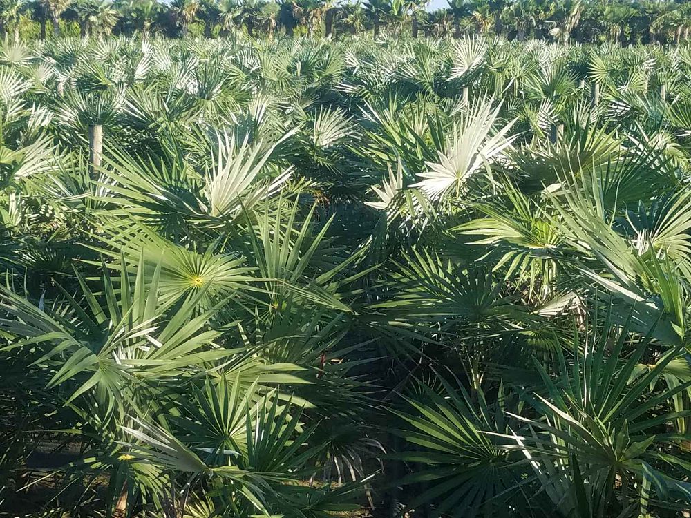 coccothrinax-miraguama