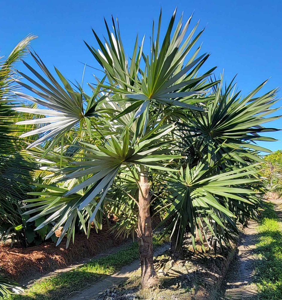 coccothrinax-miraguama