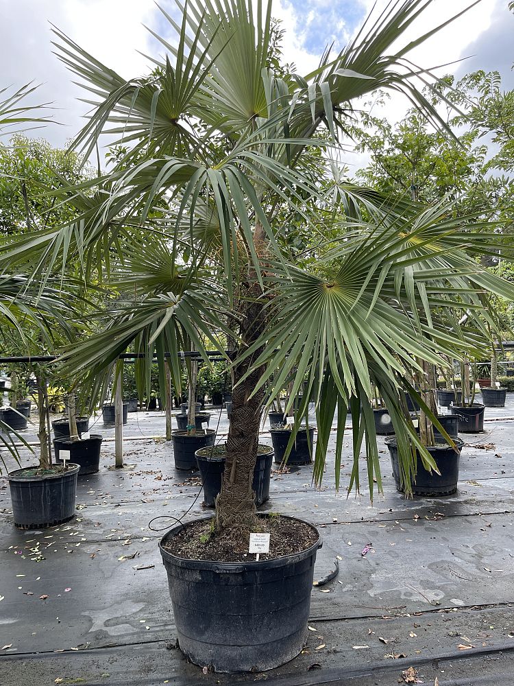 coccothrinax-miraguama