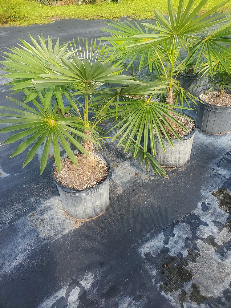 coccothrinax-miraguama