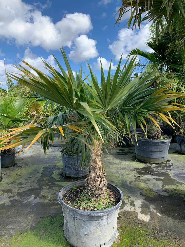 coccothrinax-miraguama