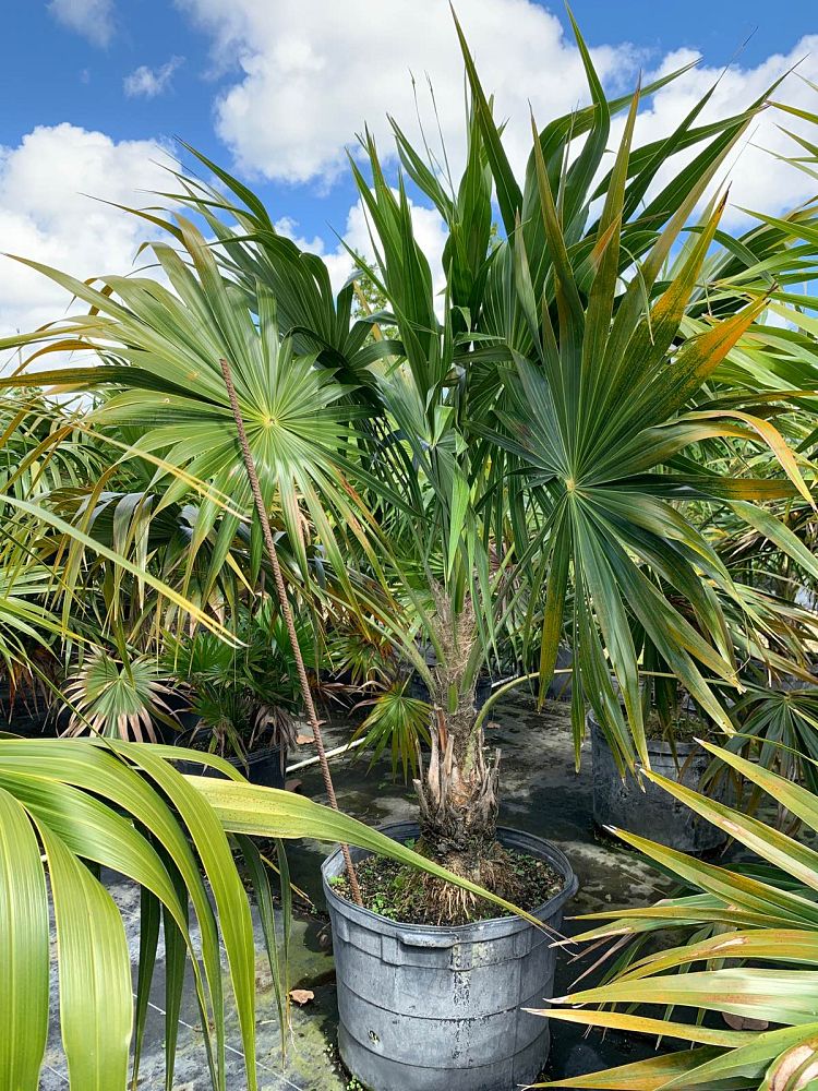 coccothrinax-miraguama