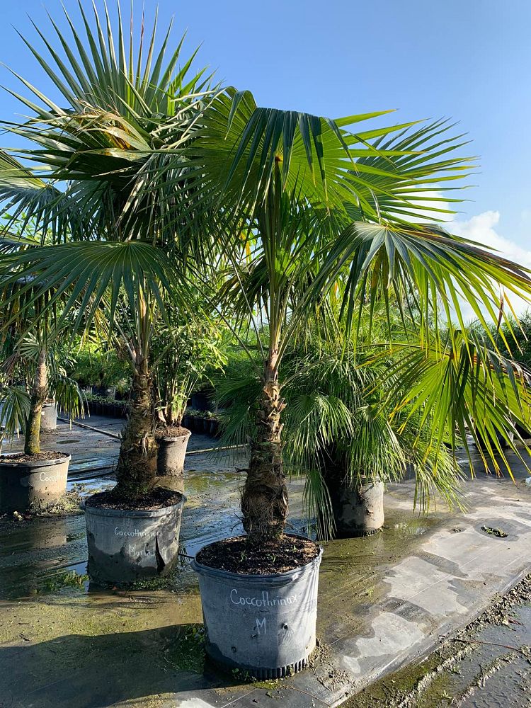 coccothrinax-miraguama