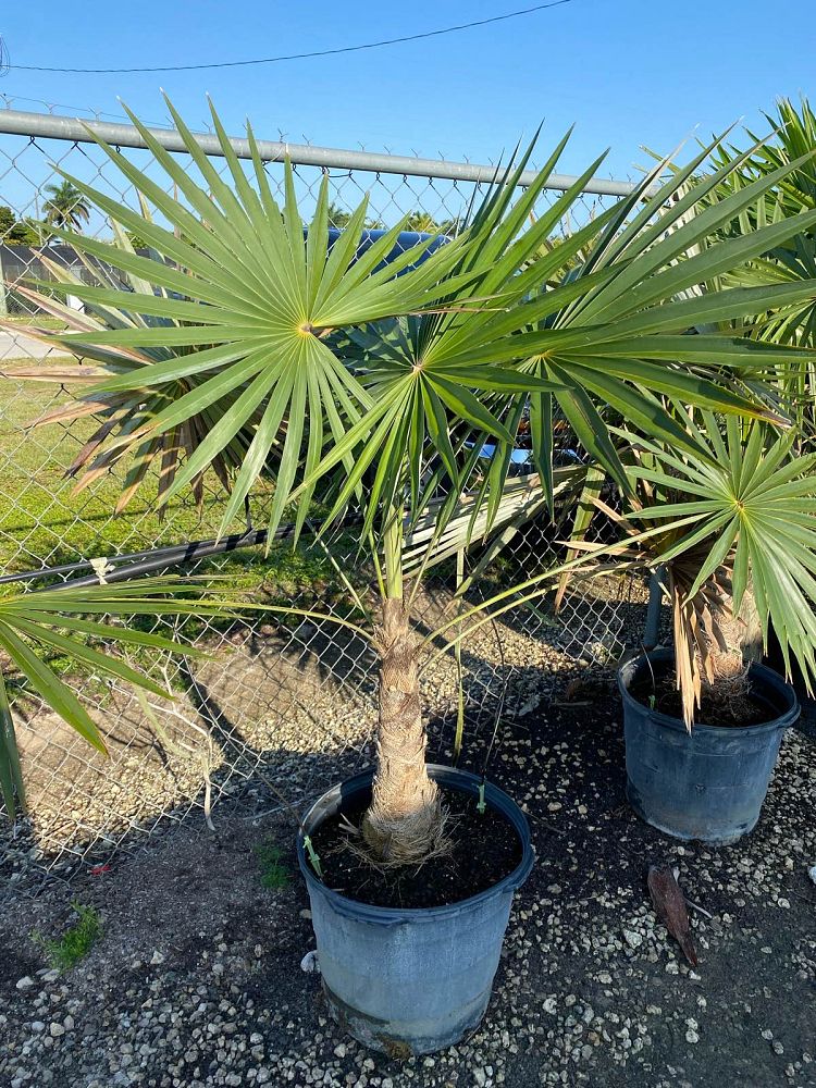 coccothrinax-miraguama
