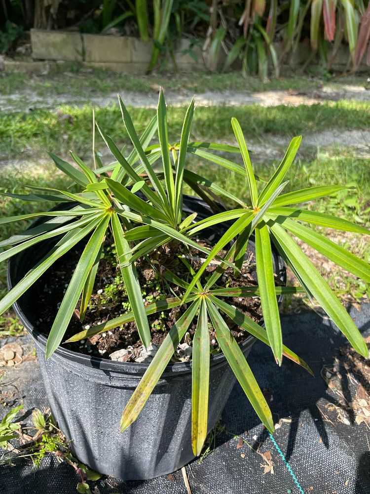 coccothrinax-miraguama