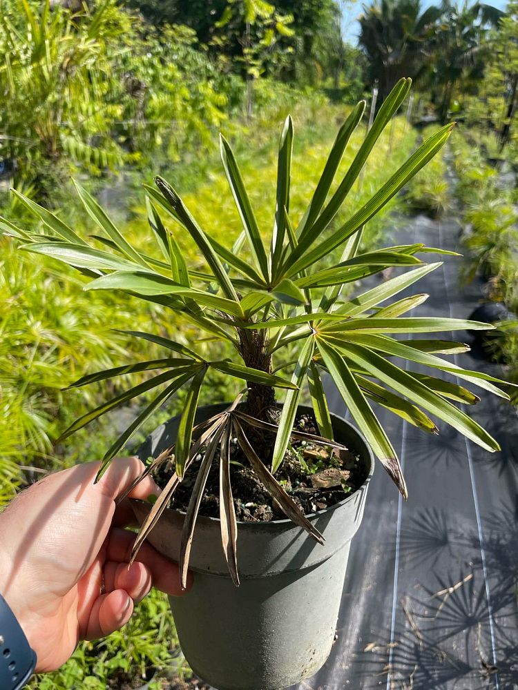 coccothrinax-miraguama