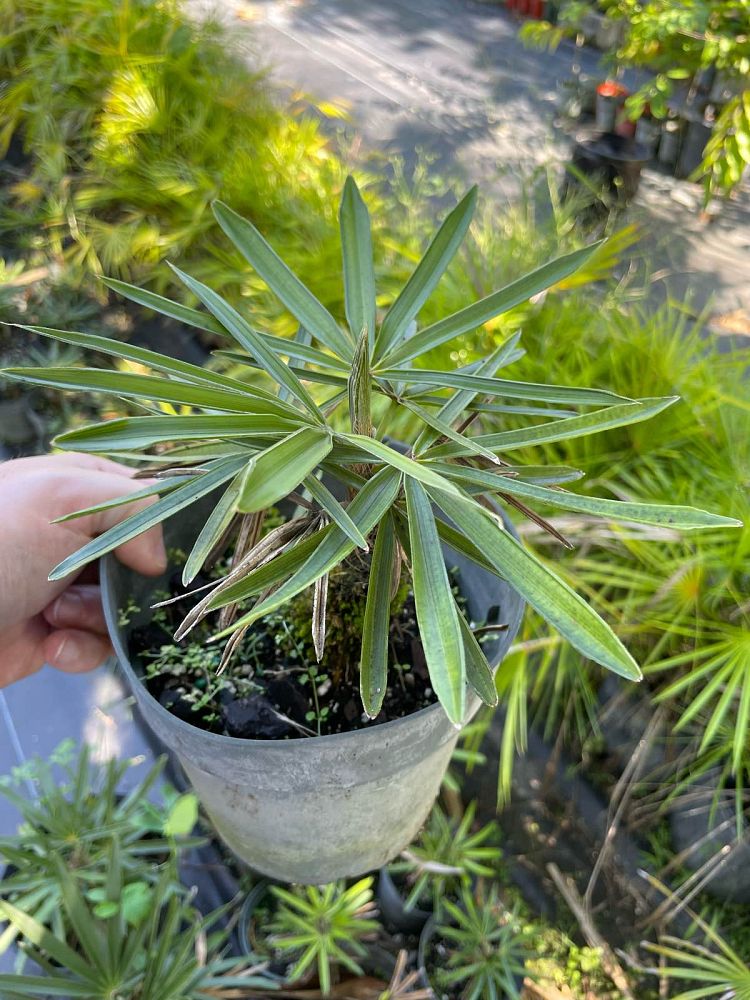 coccothrinax-miraguama