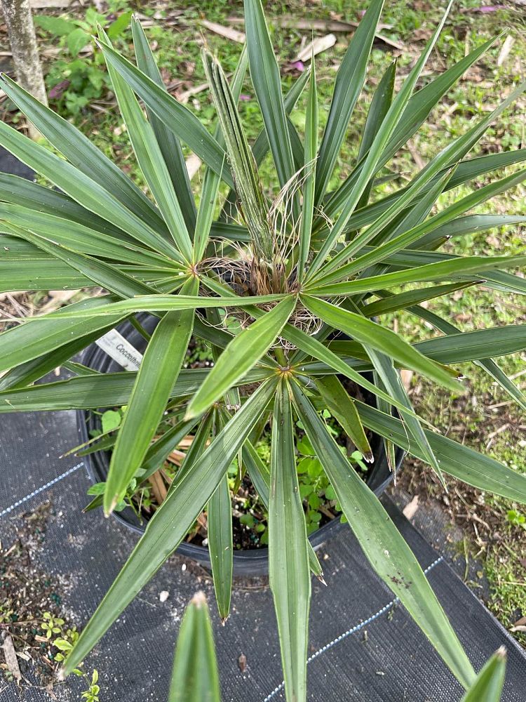 coccothrinax-miraguama
